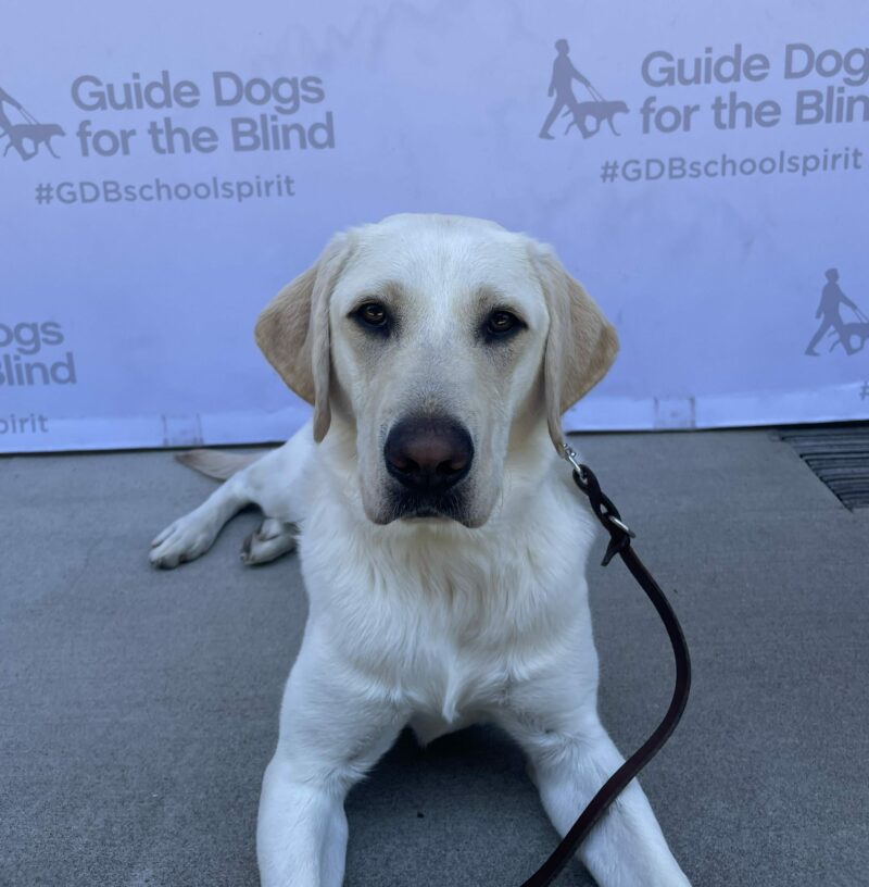 Pale white lab Panther lays on concrete in front of a backdrop with the Guide Dogs for the Blind logo and text reading '#GDBschoolspirit'