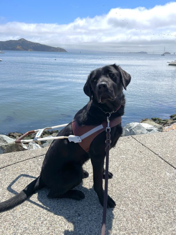Raya, a female black Labrador Retriever sits in harness on a sidewalk with her head tilted and gaze past the camera. The Bay bridge, a flock of birds, clouds, a green mountain, and blue water are in the background.