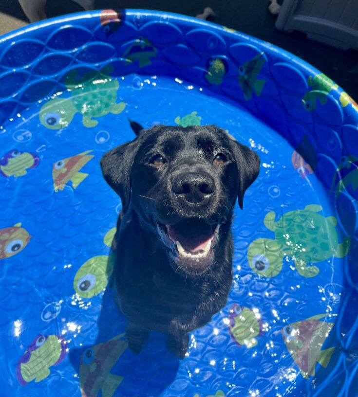 Jade is pictured sitting in a bright blue children's pool, located in our community-run area, just outside of our kennels. She is looking up at the camera with her mouth open as she appears to be smiling.