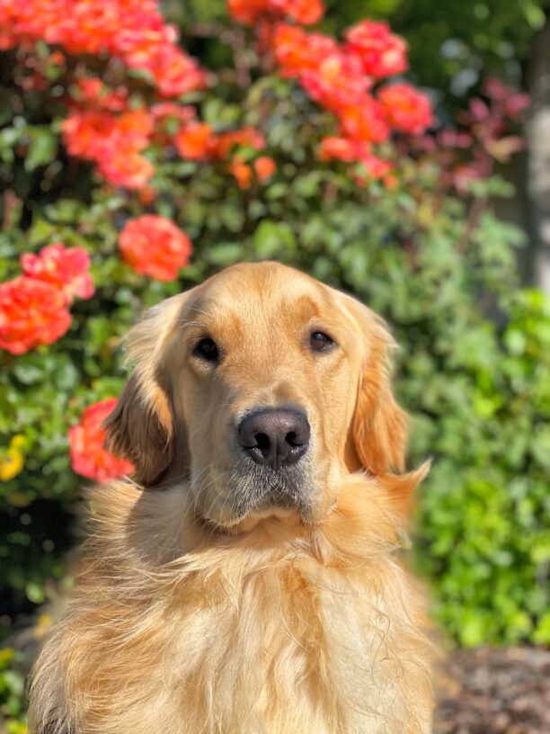 Golden Retriever Jake sits in front of a blurred flower garden of budding orange roses.  Jake is looking directly into the camera with his soulful eyes.  His mane is very large and fluffy.