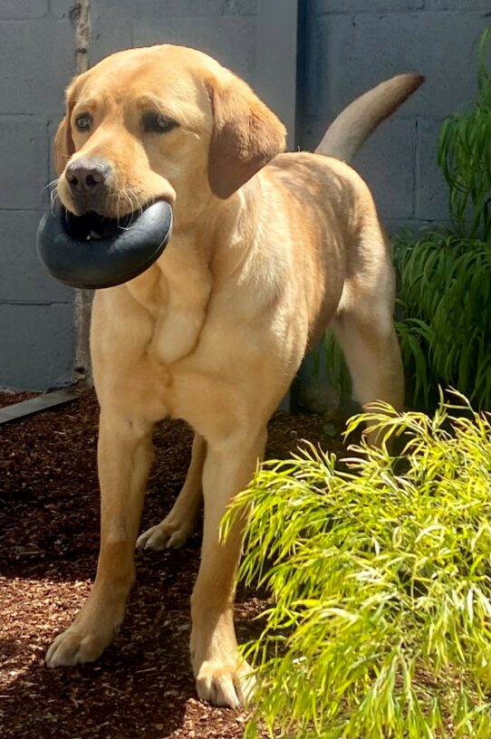 Yellow Lab Lancaster standing in a yard with a black toy in his mouth.