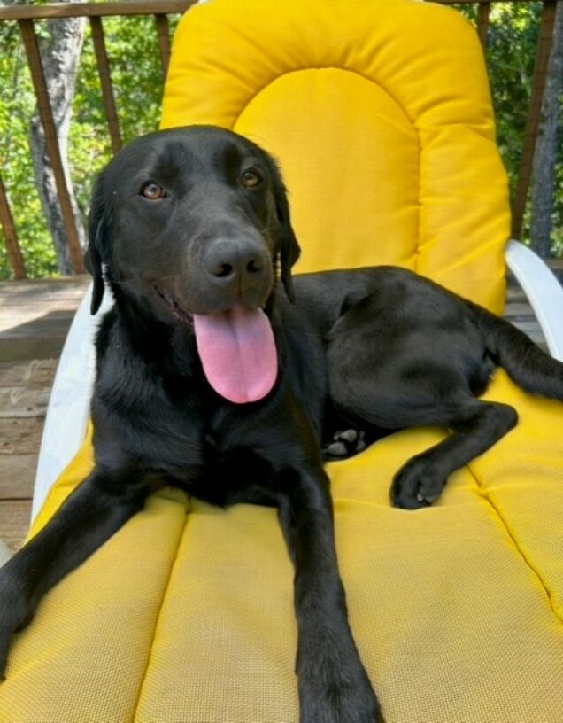Black labrador retriever Lilibet is shown relaxing on a lounge chair with yellow cushion in the back yard of her foster care provider's home. Lilibet is reclined with her mouth open. 