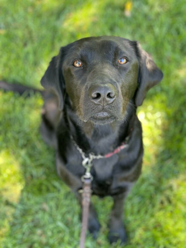 Black labrador retriever Lilibet is pictured from above, in a vibrant green grassy area. She is holding a sit stay and looking right into the camera.