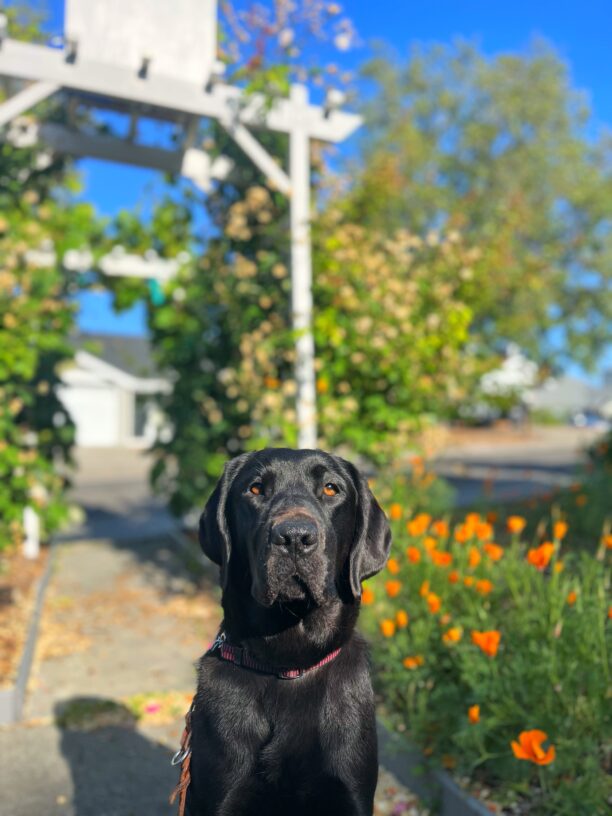 Black Labrador Mimzy looks directly into the camera while she sits on a cement pathway with blurred blooming poppies and a white arbor in the background.  Mimzy's shiny black coat reflects the sunshine, and the sunshine casts Mimzy's shadow on the pathway behind her.