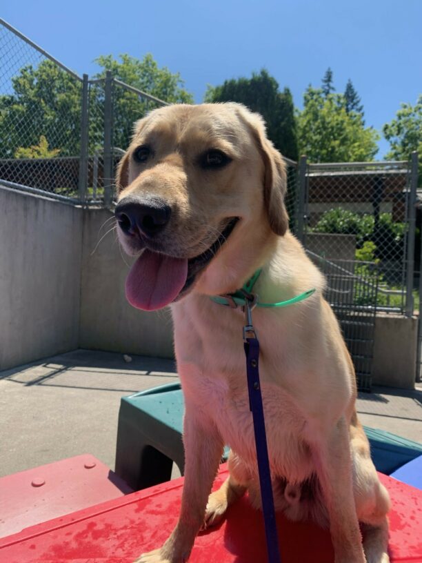 A yellow lab/golden cross sits on a red play structure in community run. He is looking left of the camera and appears to be smiling with his tongue out.