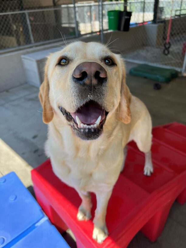 Close up of Photon, a male yellow lab, in community run, standing on bright red play stairs.  He looks at the camera with a cute open mouthed smile.