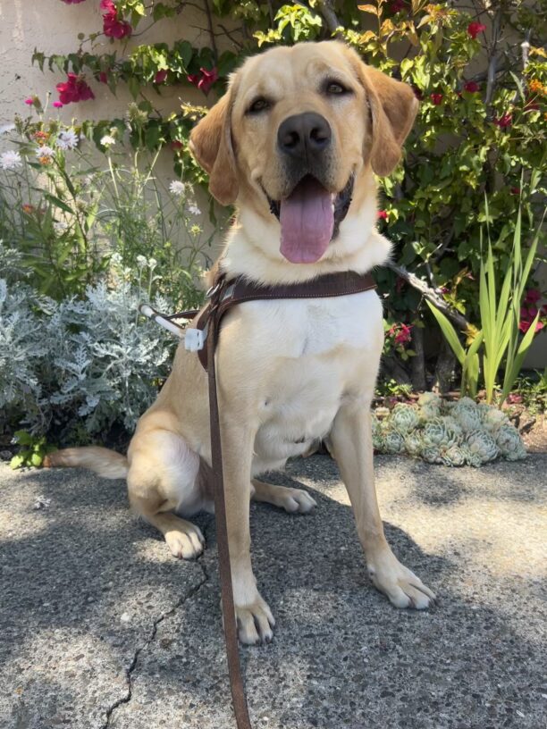 Yellow lab Reginald sits in harness on the sidewalk facing the camera with his mouth open and tongue hanging out. Behind him are green, leafy plants, succulents, and multicolored flowers.