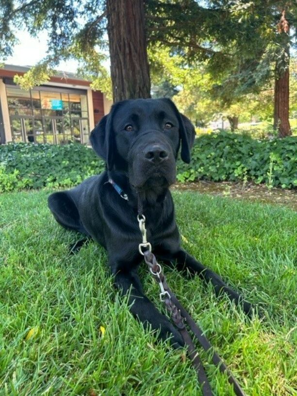 Sebastian, a male black lab, lays in the grass looking towards the camera. Behind him is ivy and redwood trees and a campus building beyond that.