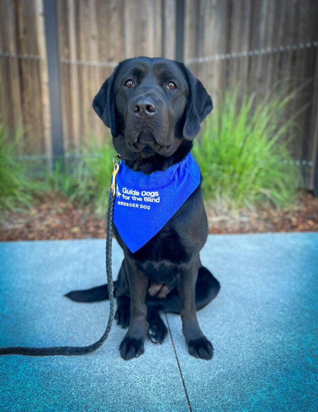 Black Labrador Retriever Star sits on a sidewalk with green bushes and a wooden fence behind her wearing her blue GDB breeder scarf.