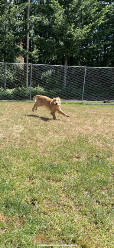 Balousky is running through a grassy field with a bone in his mouth. He is mid-stride and is looking at the camera