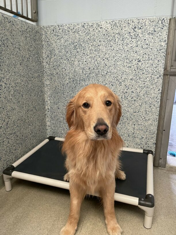 Balousky is sitting with his back end on a bed in the kennel and his front feet are on the ground. He is looking at the camera with big round eyes.