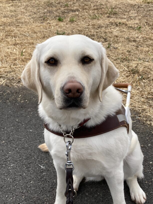 Brooke is sitting patiently in harness facing the camera.