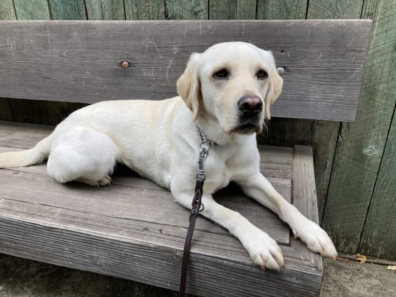 Keeper is laying down on a wooden bench with a brown leather leash attached.