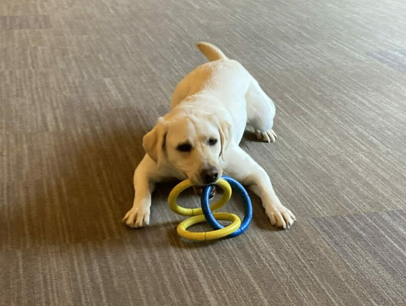 Keeper in a playful down position in a large enclosed indoor room with a yellow and blue 3-ring tug toy in her mouth.