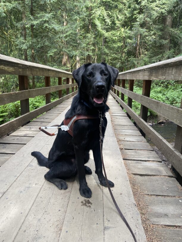 Nunzio is sitting on a wood bridge in harness looking at the camera. He has mouth is partially open showing some of his tongue. There are green trees in the background.
