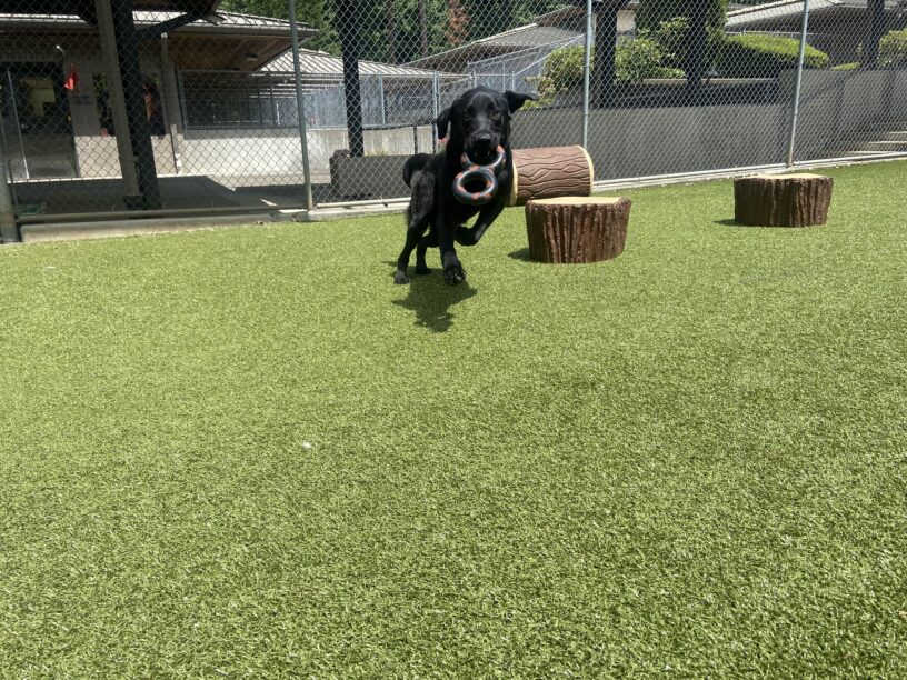 Nunzio is running in the turf free run area with a figure 8 toy in his mouth.