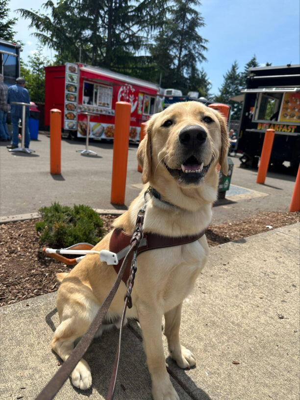 A yellow lab/golden cross sits proudly in his guide dog harness. Behind him there are food trucks and trees