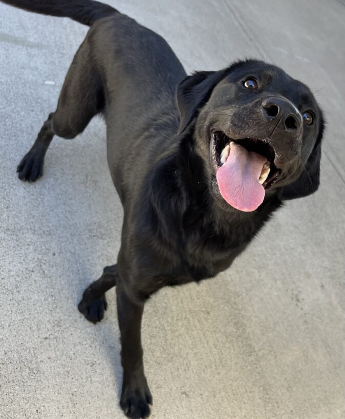 Brindle Labrador Pixie is looking into the camera showing her open mouth signature smile. She is captured at an overhead angle in the photo, strutting through community run with her tail mid-wag.