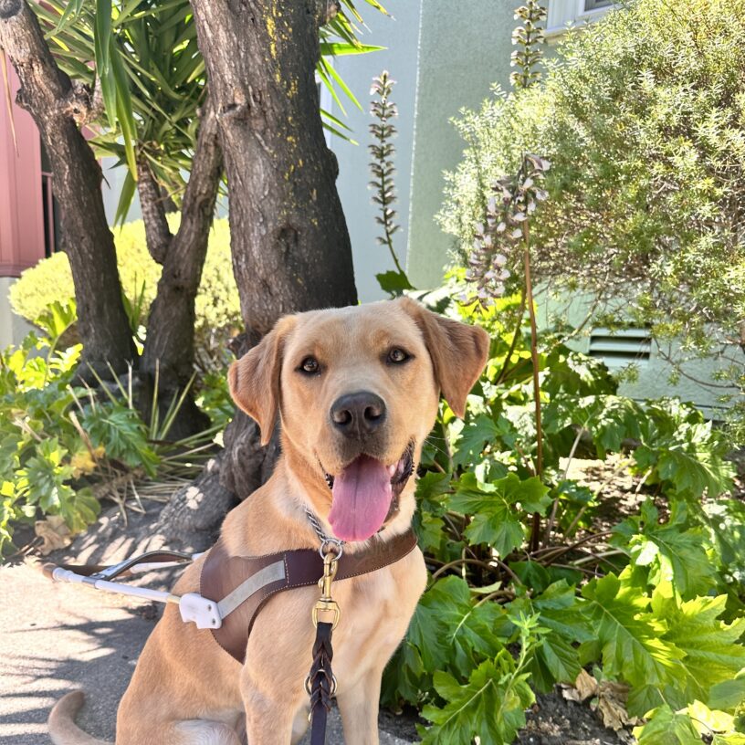 Almond sitting in harness with foliage in the background.
