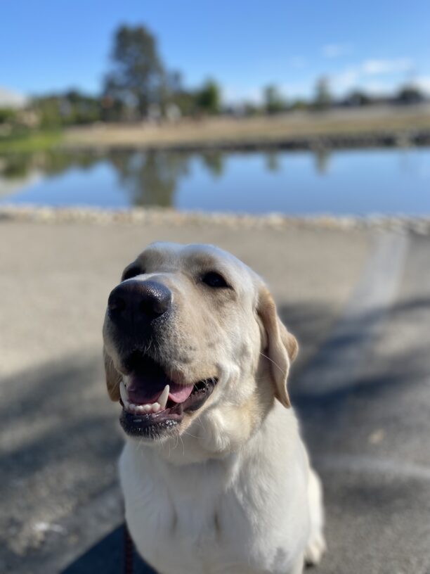 Yellow lab, Eleanor sitting at looking towards the camera, but not at it. Her mouth is open and in the background there is a pond.
