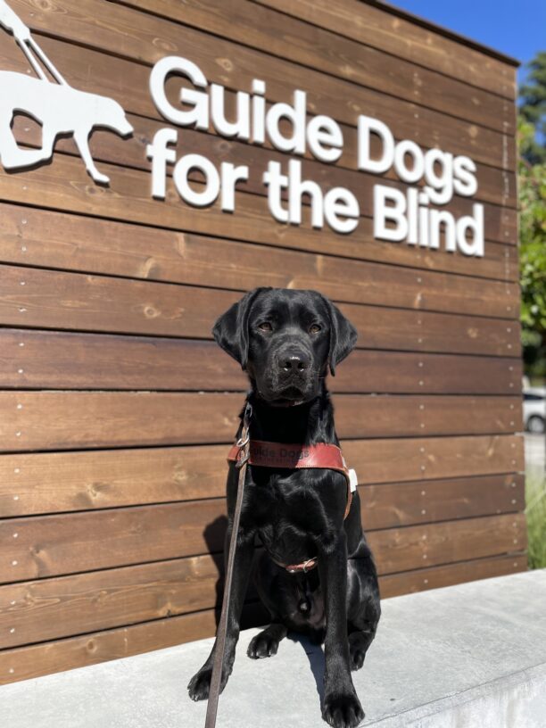 Black Labrador Retriever Joel sits wearing his harness and leash against a wooden backdrop with the GDB logo on a sunny day.