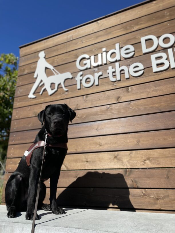 Photo is of black lab male Seger sitting in harness in front of a large wooden sign with the Guide Dogs for the Blind logo on it.