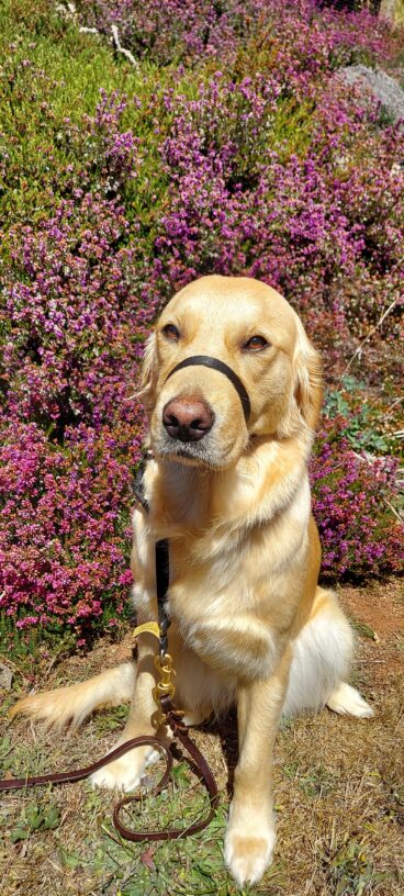 Golden Retriever Aloha, sits in front of a pink flowering bush, wearing her head collar attached to a leather leash. She is looking into the camera and facing forward.
