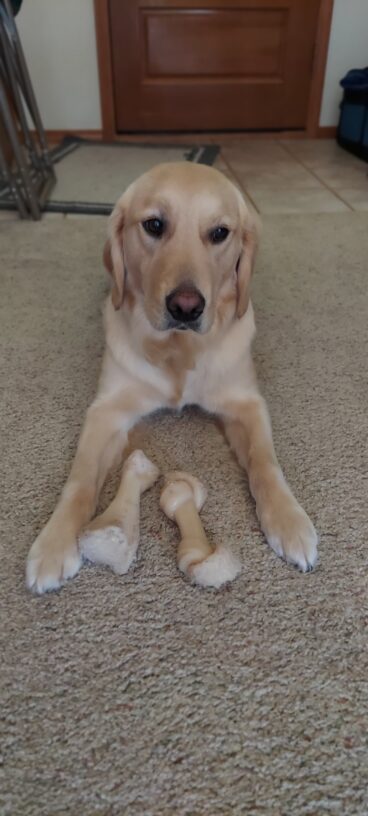 Golden Retriever Aloha, lays on a beige carpet facing the camera with two Nylabones in between her front legs.