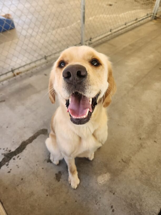 Dempsey sits in community run. His face is tilted up towards the camera and he appears to have a big, open-mouthed smile at the camera as he just finished a game of tug.