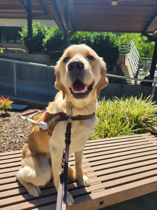 Dempsey sits, in harness, on a bench in the Oregon campus. He is looking into the camera with is mouth open. Behind him are various green shrubs and bushes.