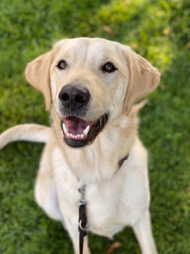 Yellow Labrador Golden Retriever Crossbreed Folklore sits amidst a grassy field looking directly at the camera with a large smile showing off his beautiful white teeth.