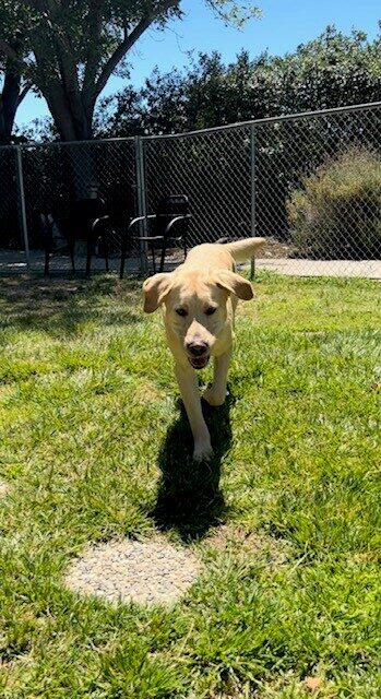 Gusto, a yellow Lab/Golden cross, trots across a grass play area toward the camera with his ears perked up. Behind him are some chairs and a fence.