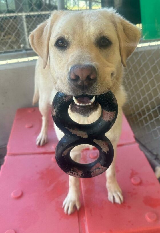 Yellow lab Bijou sits on a red play structure and looks at the camera holding a black and red Goughnut toy in her mouth.