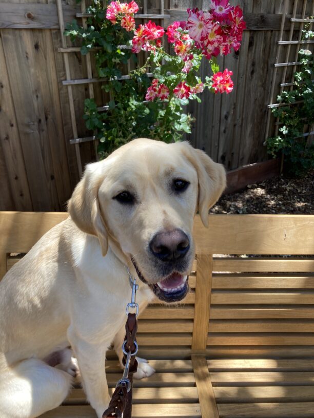 Hunter sits on a wooden bench and is looking at the camera. There are colorful roses behind him.