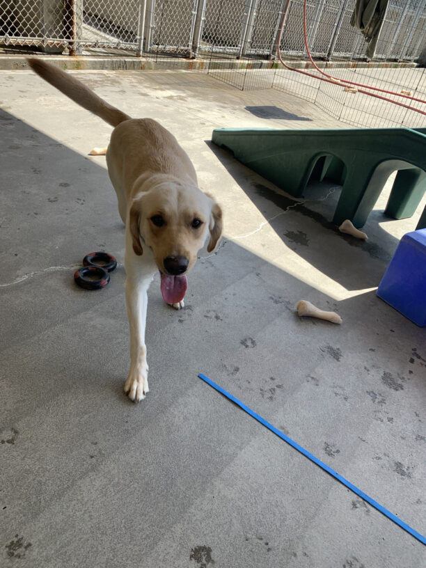 Samantha trots toward the camera in the concrete play area. Her tongue is out and she is smiling. There are some bones, play structures and a