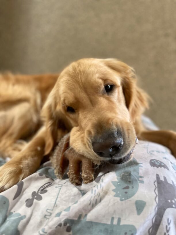 Golden Retriever Jake lies on top of a bed with a blue and white cover. He looks very happy as he chews on his Nylabone.