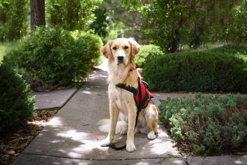 Photo of Katana wearing her red service vest sitting on a sidewalk with lots of greenery around her.