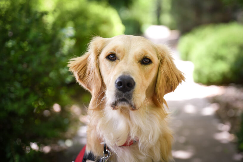 Portrait headshot of Golden Retriever Katana wiht greenery and a path behind her.