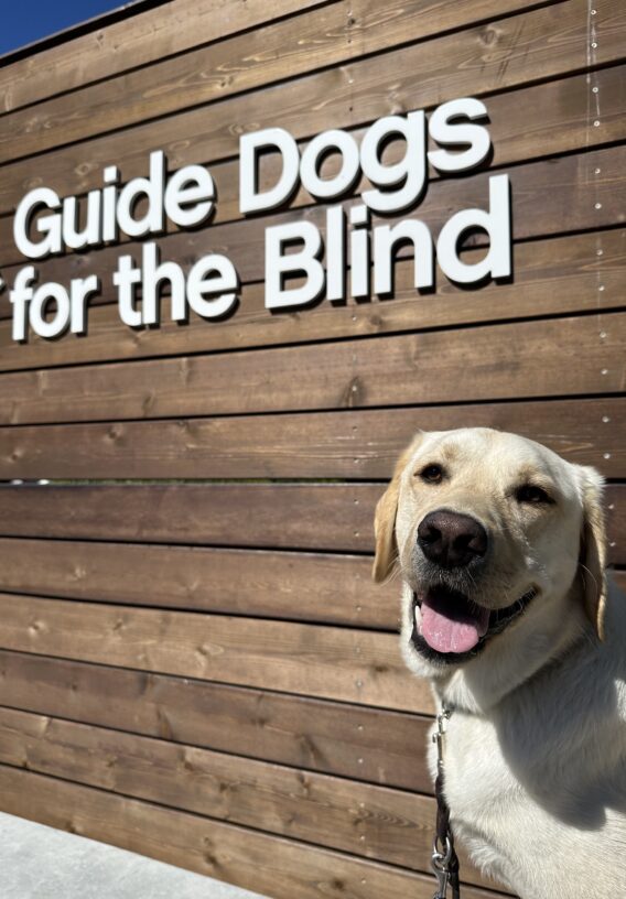 Yellow Labrador Ken is pictured in front of the wooden GDB logo backdrop on the California campus. He has a happy, open mouthed expression.