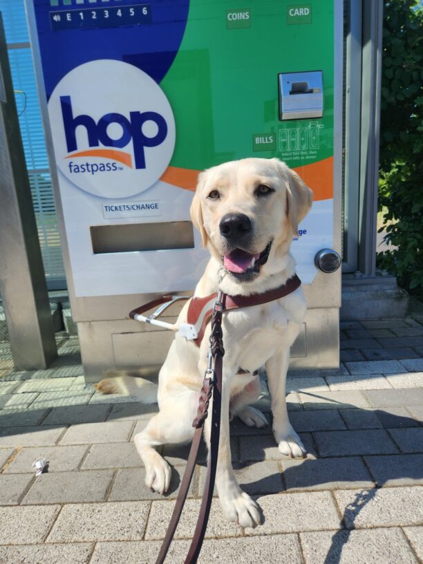 Kingsley sits, in harness, in front of a ticket station on a train platform. He is looking into the harness with his mouth open and tongue slightly out. The ticket machine reads
