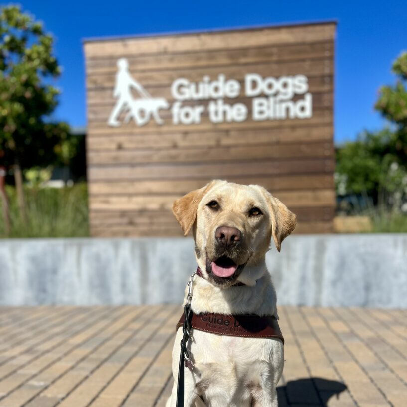 Kyra looks directly at the camera while sitting in harness. Her mouth is open with her tongue out. Behind her is a wooden background with the Guide Dogs for the Blind logo.