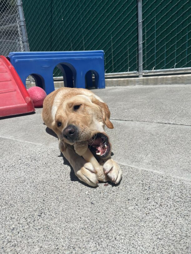 Lila is laying down in the community run with a Nylabone between both front paws. She is actively chewing and her mouth is open, mid-chew.