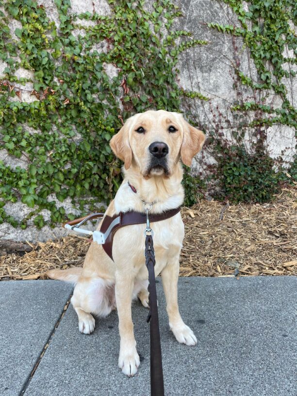 Lila is sitting in harness on the sidewalk. Behind her is a stone wall with ivy growing up the wall and bark underneath on the ground. Lila’s ears are perked as she looks slightly up at the camera.
