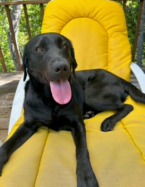 Black labrador retriever Lilibet is shown relaxing on a lounge chair with yellow cushion in the back yard of her foster care provider's home. Lilibet is reclined with her mouth open.
