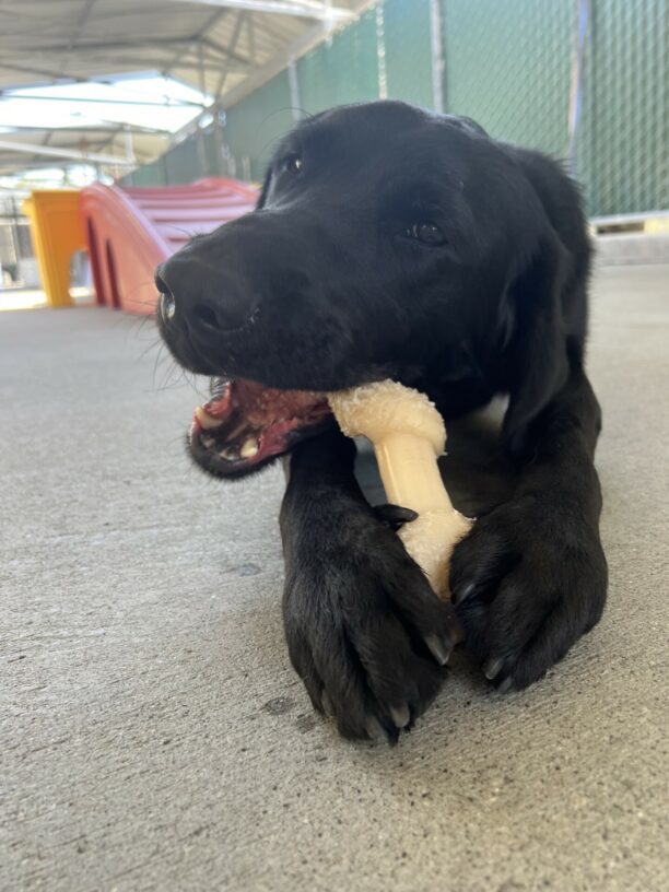 Lucca is holding a nylabone between his two front paws while he chews on it.