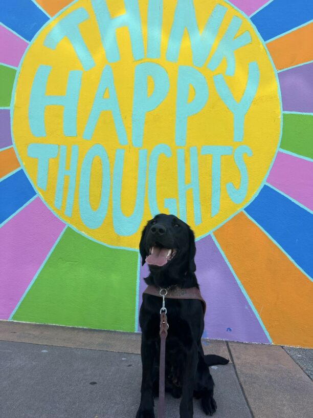 Lucca, a male black lab/golden cross, sits in harness with his tongue hanging out. There is a brightly colored mural behind him with the words