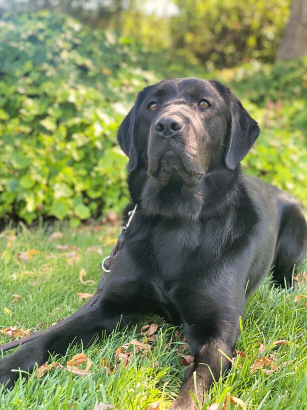 Female black Labrador Marble is pictured laying regally in a grassy area with various shades of green in the blurred background.