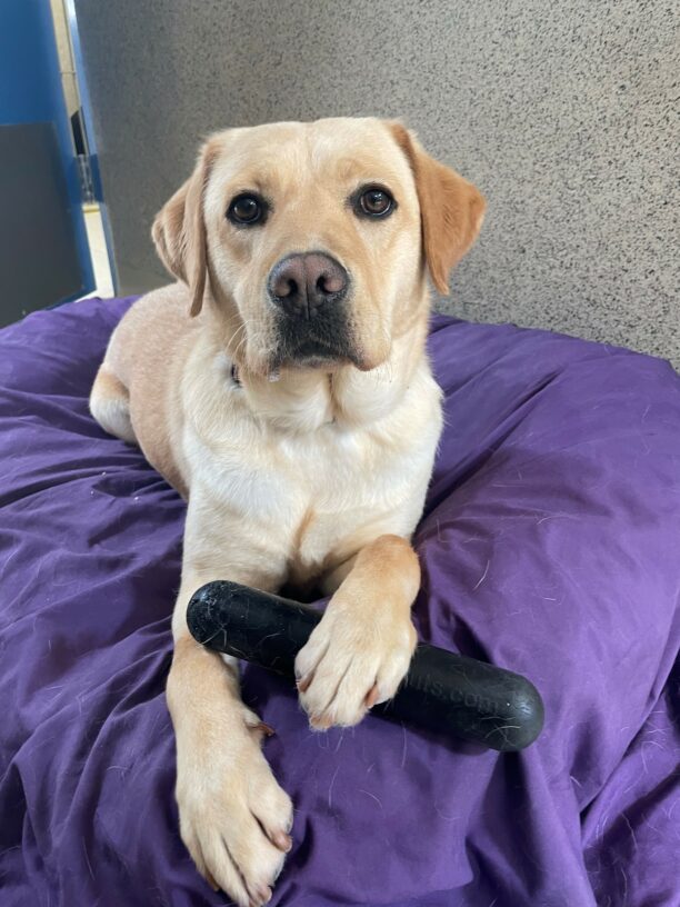 Natasha is laying down on a purple dog bed inside. She has a black goughnut stick under one of her front paws and the other leg is extended out in front of her.