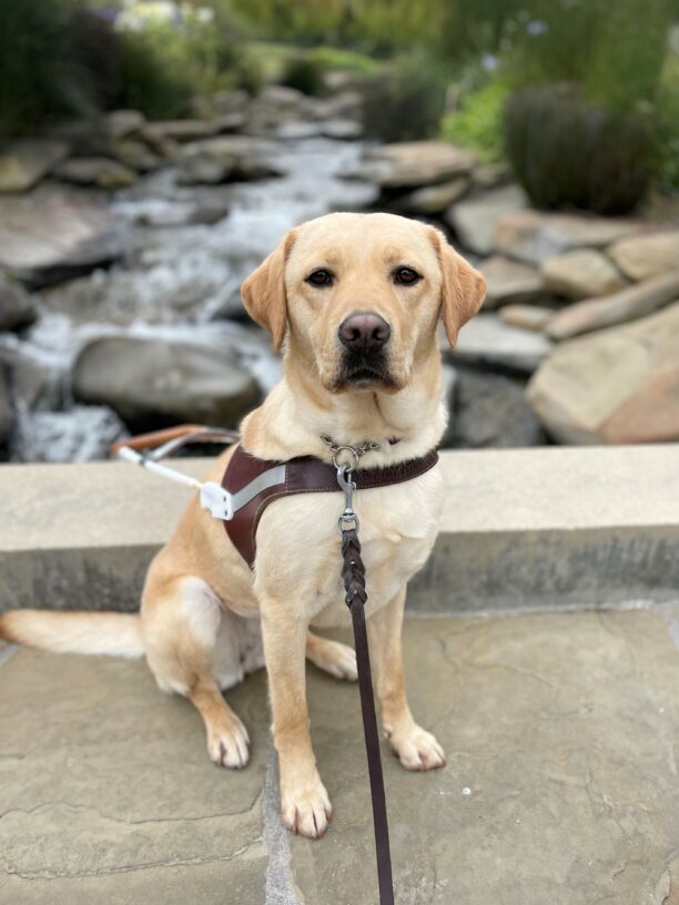 Natasha is sitting in harness on a walking path. She has a stoic facial expression as she looks directly at the camera. Blurred in the background is a small man-made creek with water running, slabs of stone, and greenery surrounding.