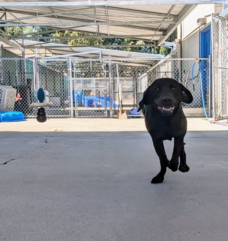 Dreamer, a Female Brindled Lab, eagerly runs in community run with a big smile on her face.